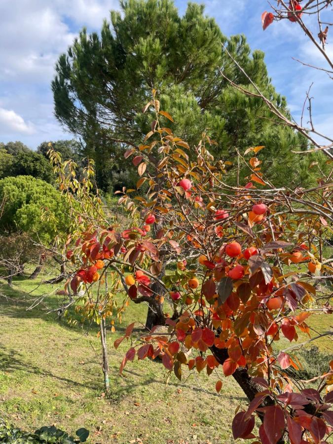 סינאלונגה Resort Panoramico Canale Suite - Private Parking - Natural Park מראה חיצוני תמונה